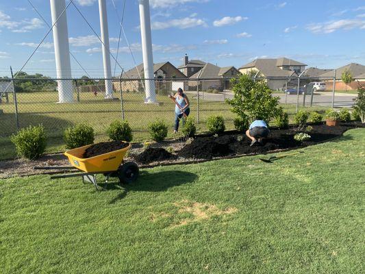 Fertilizer Programs and Mulching