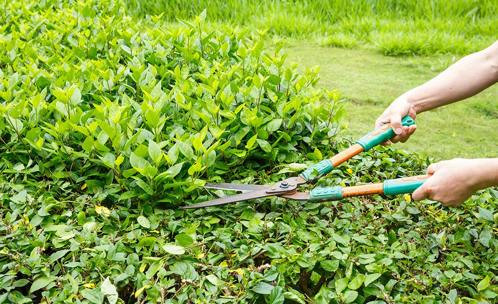 Tree and Bushes Pruning Services in Austin, TX