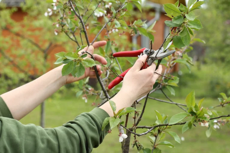 Tree Pruning Austin TX
