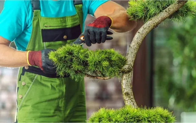 Tree Pruning Cedar Valley TX
